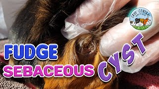 Guinea pig stuff Sebaceous cyst care at Cavy Central Guinea Pig Rescue [upl. by Keyte]