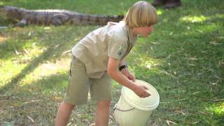 Robert Irwin Feeds Alligators and Freshwater Crocodiles [upl. by Oiredised]