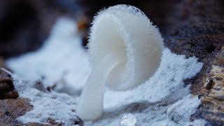 Beautiful Rare Mushrooms  Fungi plant growth [upl. by Merwyn]