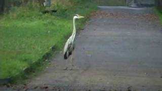 Birding in Basel Switzerland [upl. by Artenra]