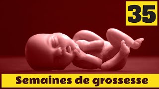 35 semaines de grossesse  Que fait votre bébé cette semaine  Découvrez sa taille et son poids [upl. by Salim]