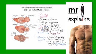 mr i explains The Difference between Slow Twitch and Fast Twitch Muscle Fibres [upl. by Rosenberg]