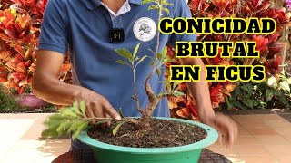 Proyecto bonsai ficus con conicidad brutal [upl. by Anivad743]