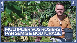 Rosiers  comment les multiplier par semis ou par bouturage  Jardins et Loisirs [upl. by Islean]