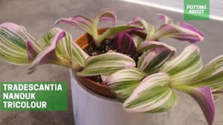 Tradescantia Nanouk Tricolour  repotting [upl. by Guglielma]