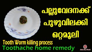 പുഴുവിലക്കി ഒറ്റമൂലി പച്ചമരുന്ന്  Pallu vedana maran  Toothache home remedy [upl. by Nitsa351]