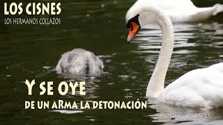 Los cisnes  Los Hermanos Collazos Letra [upl. by Lek307]