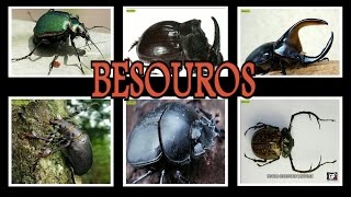 BESOUROS [upl. by Fording]