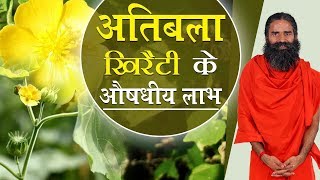 अतिबला खिरैटी के औषधीय लाभ  Swami Ramdev [upl. by Onairam124]