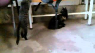 Gatos peleando [upl. by Todhunter]