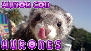 VIDEOS GRACIOSOS de ANIMALES los HURONES TIERNOS ANIMALITOS GRACIOSOS hurones humor [upl. by Jensen]