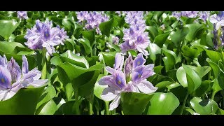 Eichhornia crassipes  flora argentina  Camalote  Aguapé  Jacinto de agua  video informativo [upl. by Anom]