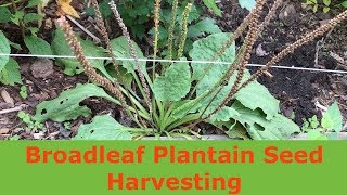 Broadleaf Plantain Seed Harvesting Plantago major [upl. by Saval]