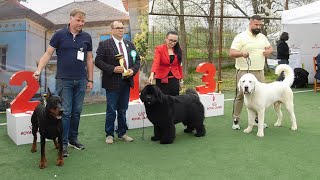 EXPOZITIE CANINA 6 APRILIE 2024 LA VALEA IAZURILOR CALARASI CAC SI CACIB CEI MAI FRUMOSI CAINI A [upl. by Eentrok]