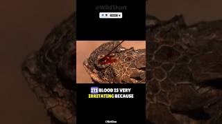 Bloodsquirting lizard 🦎💉👀  Bloodshooting eyes hornedlizard lizard pets wildlife [upl. by Litta]