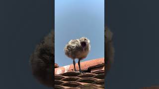 Baby Western Gulls Fighting Over Vomit [upl. by Rratsal746]