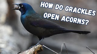 How do grackles open acorns [upl. by Cozmo]