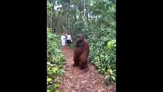 Tourists Come Across A 300 Pounds Adult Male Orangutan And He Peacefully Walks Away [upl. by Nessi]