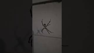 Argiope pulchella Thorell 1881🕷️🕸️ [upl. by Euqinomahs]