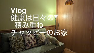 vlogソファーベッドを買いました、食べる事の大切さ、おやつ、晩ごはん、刺繍、犬 [upl. by Enelec]