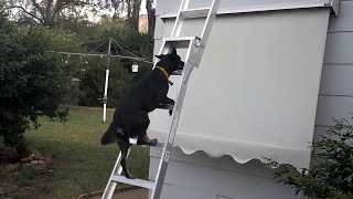 Kelpie dog climbs a ladder [upl. by Nich]