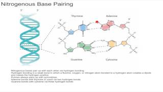 Nitrogenous Base Pairing [upl. by Mosira425]