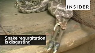 Snake regurgitation is disgusting and potentially deadly [upl. by Lilaj222]