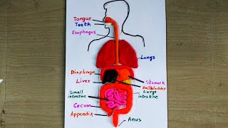 Digestive system modelTLMhuman digestive system modeldigestive system modelbiology working models [upl. by Bright]