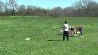 Whippet Lure Coursing Hutto TX March 4 2012 [upl. by Normie]