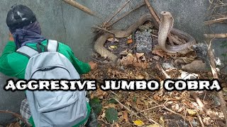 AGRESIBONG JUMBO COBRA SA PANIQUI TARLAC  Kambal Kamandag [upl. by Declan]