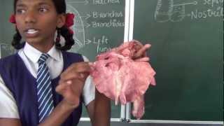 Human Respiration Part 2  Biology  How to teach respiration  Respiration demonstration live [upl. by Gereron]