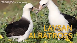 Laysan Albatross Faithful Flyer [upl. by Lolanthe]