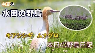 本日の野鳥日記 初夏の水田は野鳥が見れる 野鳥 [upl. by Hashum277]