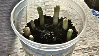 REGROWING SPRING ONIONS AT HOME [upl. by Borgeson]