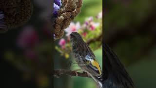 Blackhtroat Canary Singing E4 birdsinging Canary finch [upl. by Lilak]