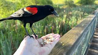 Handfeeding Birds in Slow Mo  Redwinged Blackbirds [upl. by Imelda180]