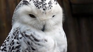 SchneeEule Weibchen Bubo scandiacus Nyctea scandiaca Snowy Owl Harfang Des Neiges Schneeeule [upl. by Jd]