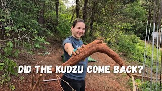 Does digging out kudzu really work One year update  Auxhart Gardening [upl. by Olly]