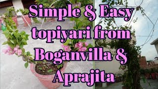 Simple amp Easy Topiyari from boganvilla and aprajita  Creative Gardening [upl. by Avenej]