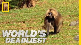 Gelada vs Gelada  Worlds Deadliest [upl. by Deborah]