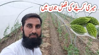 My bitter gourd crop کریلا  update June july me lgaya gya karela IR FARM [upl. by Ilek]