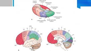 Neurosurgery written board crash course  thalamus part 22 [upl. by Bledsoe]