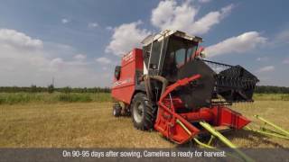 Camelina  Biofuel for your farm [upl. by Notsgnik]