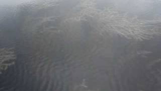 Eurasian watermilfoil in Bass Lake Gogebic County Michigan [upl. by Arny658]