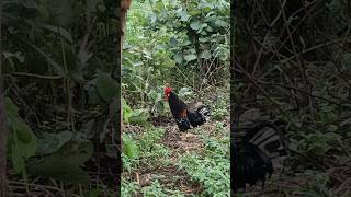 Cockerel chicken murghi desi  New vlog video [upl. by Sherard957]