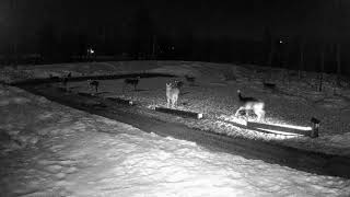 Coyote chasing deer [upl. by Philbrook]