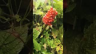 Bears favourite Berries  Arisaema Dracontium Fruit [upl. by Marozas]