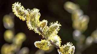 Timelapse SPRING AWAKENING blooming flowers growing plants David Attenboroughs opinion [upl. by Onivag]