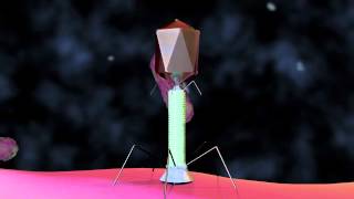 Bacteriophage T4 Virus  3D Animation [upl. by Gilberto]