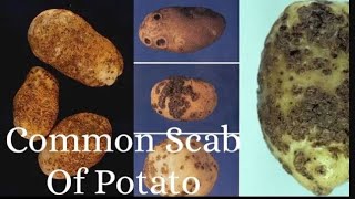 Common Scab Of Potato  Streptomyces scabies  Potato Diseases [upl. by Koball350]